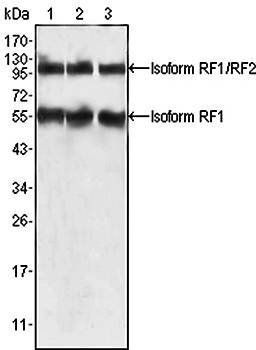 PEG10 Antibody