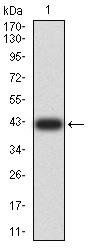 PELP1 Antibody