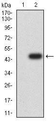 PELP1 Antibody