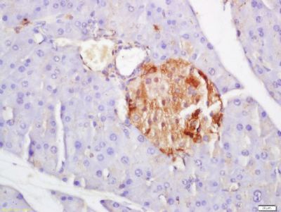 PYY Rabbit Polyclonal Antibody