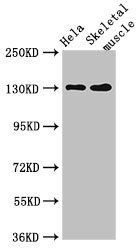 PER3 Antibody