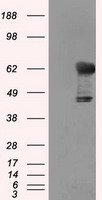 Peroxiredoxin 6 Antibody