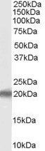 PERP Antibody
