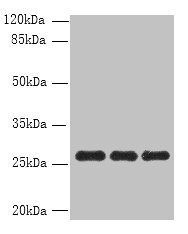 PEX11B Antibody