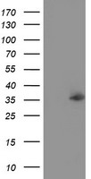 PEX5 Antibody