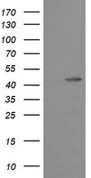 PFDN3 Antibody