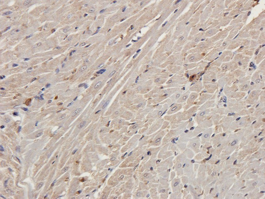 PGBD5 Rabbit Polyclonal Antibody