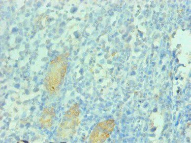 PGC Antibody