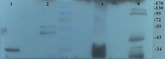 PGC1 alpha Rabbit Polyclonal Antibody