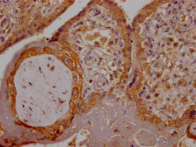 PGF Antibody