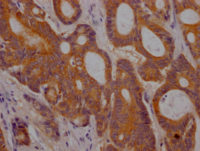 PGF Antibody