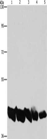 PGK1 Antibody