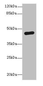 PGK2 Antibody