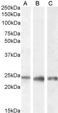 PGRMC1/MPR Antibody