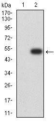 PGRMC1 Antibody