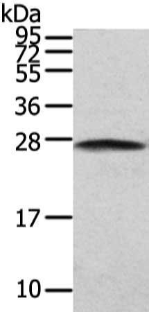 PGRMC2 Antibody
