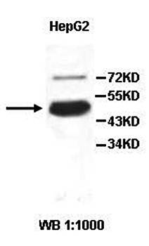 PHF10 Rabbit Polyclonal Antibody