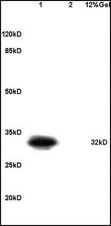 Phospho-DARPP32 (Thr34) Rabbit Polyclonal Antibody