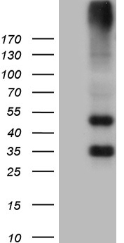 PLA2G2A Antibody