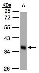 phospholipid scramblase 1 Antibody