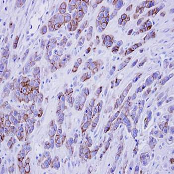 phospholipid scramblase 1 antibody