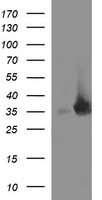 PI 3 Kinase catalytic subunit gamma Antibody