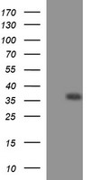 PI 3 Kinase catalytic subunit gamma Antibody