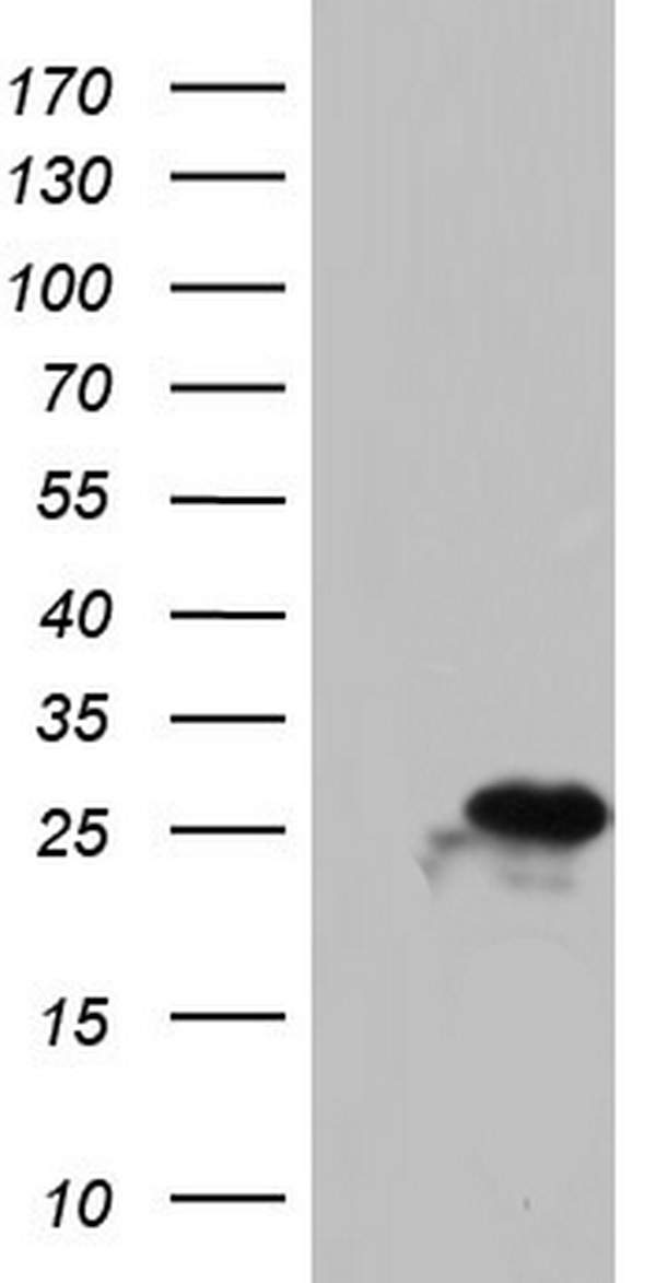PI 3 Kinase Class 2A Antibody