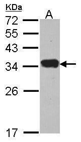 peptidase inhibitor 15 Antibody