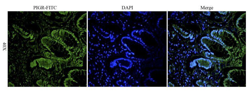 PIGR Rabbit Polyclonal Antibody (FITC)
