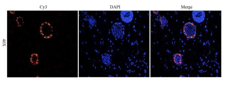 PIGR Rabbit Polyclonal Antibody