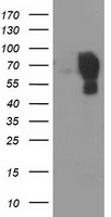 PIH1D2 Antibody