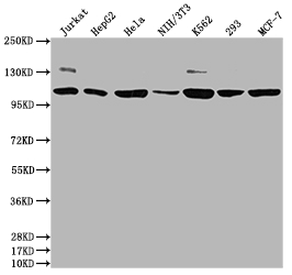 PIK3CA Antibody