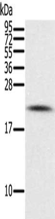 PIN1 Antibody