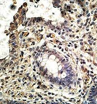 PINX1 Rabbit Polyclonal Antibody