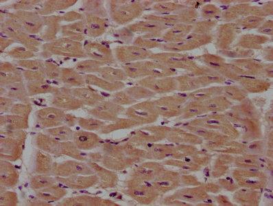 PITPNA Antibody