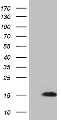 PITPNB Antibody