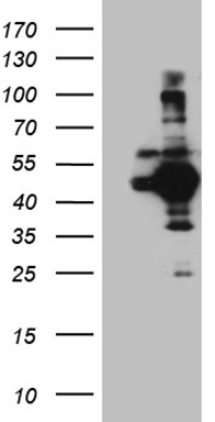 PITPNB Antibody