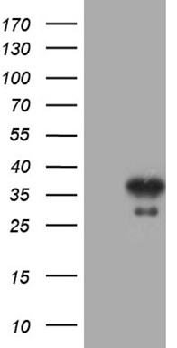 PITPNB Antibody