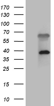 PITPNB Antibody