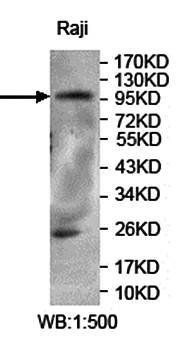PITPNM3 Rabbit Polyclonal Antibody