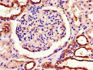 PITX3 Antibody