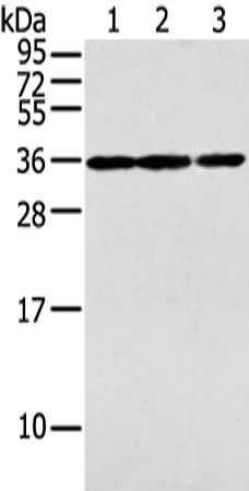 PITX3 Antibody
