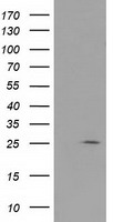 PRKAR2A Antibody