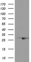 PRKAR2A Antibody