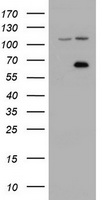 PRKAR2A Antibody