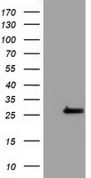 PRKAR2A Antibody