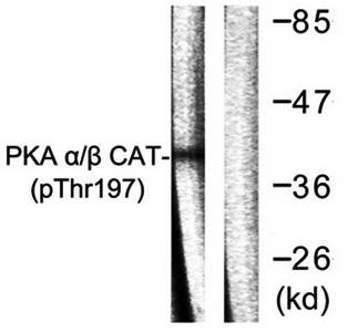 PKA α/β CAT (Phospho-Thr197) Antibody