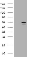 PKC epsilon Antibody