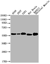 PKM Monoclonal Antibody